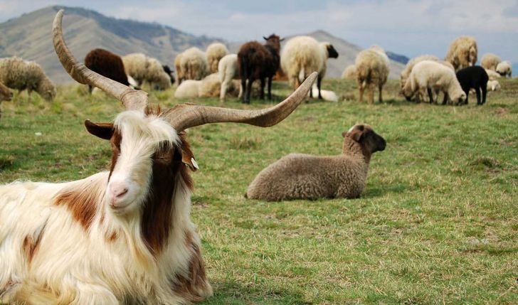 273 هزار راس گوسفند در قزوین علیه بیماری آبله واکسینه شده است