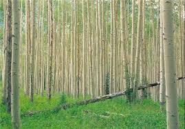 گیلان دارنده رتبه اول زراعت چوب در کشور