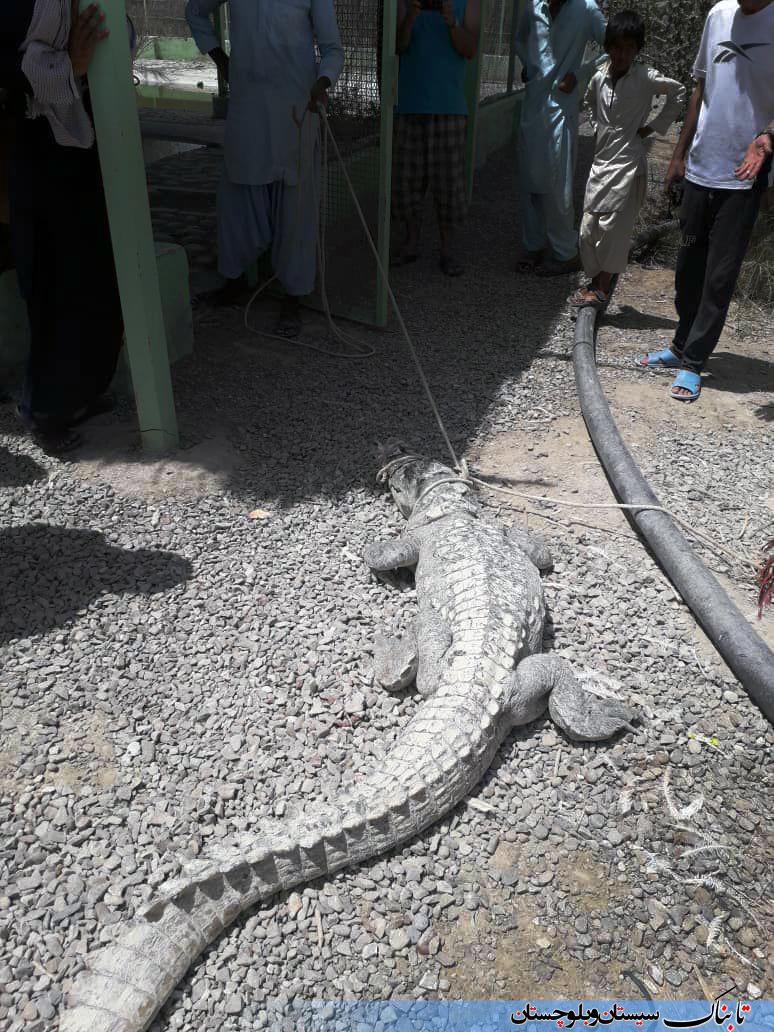 به دام افتادن تمساح در روستای هوتک چابهار + تصاویر