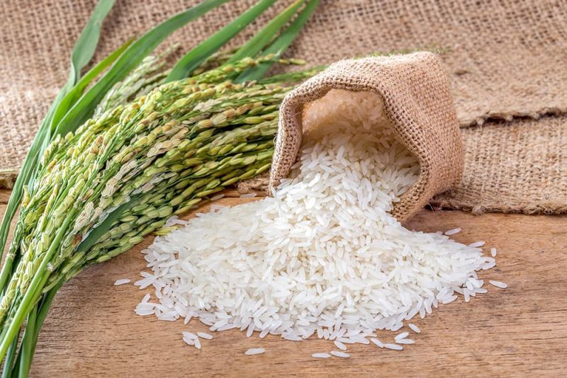 تولید برنج امسال افزایش پیدا می‌کند