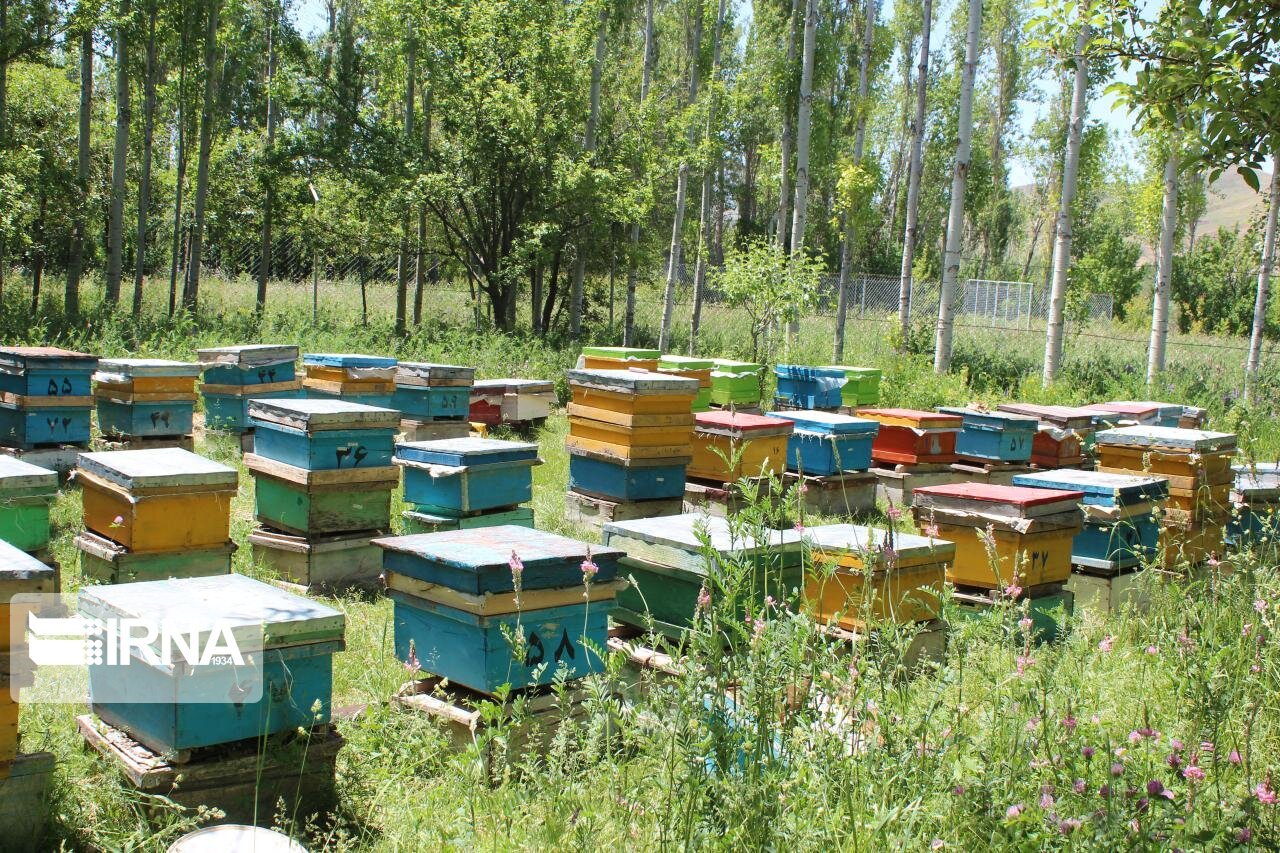 برگزاری دوره های تخصصی پرورش کرم ابریشم و زنبورداری در گیلان