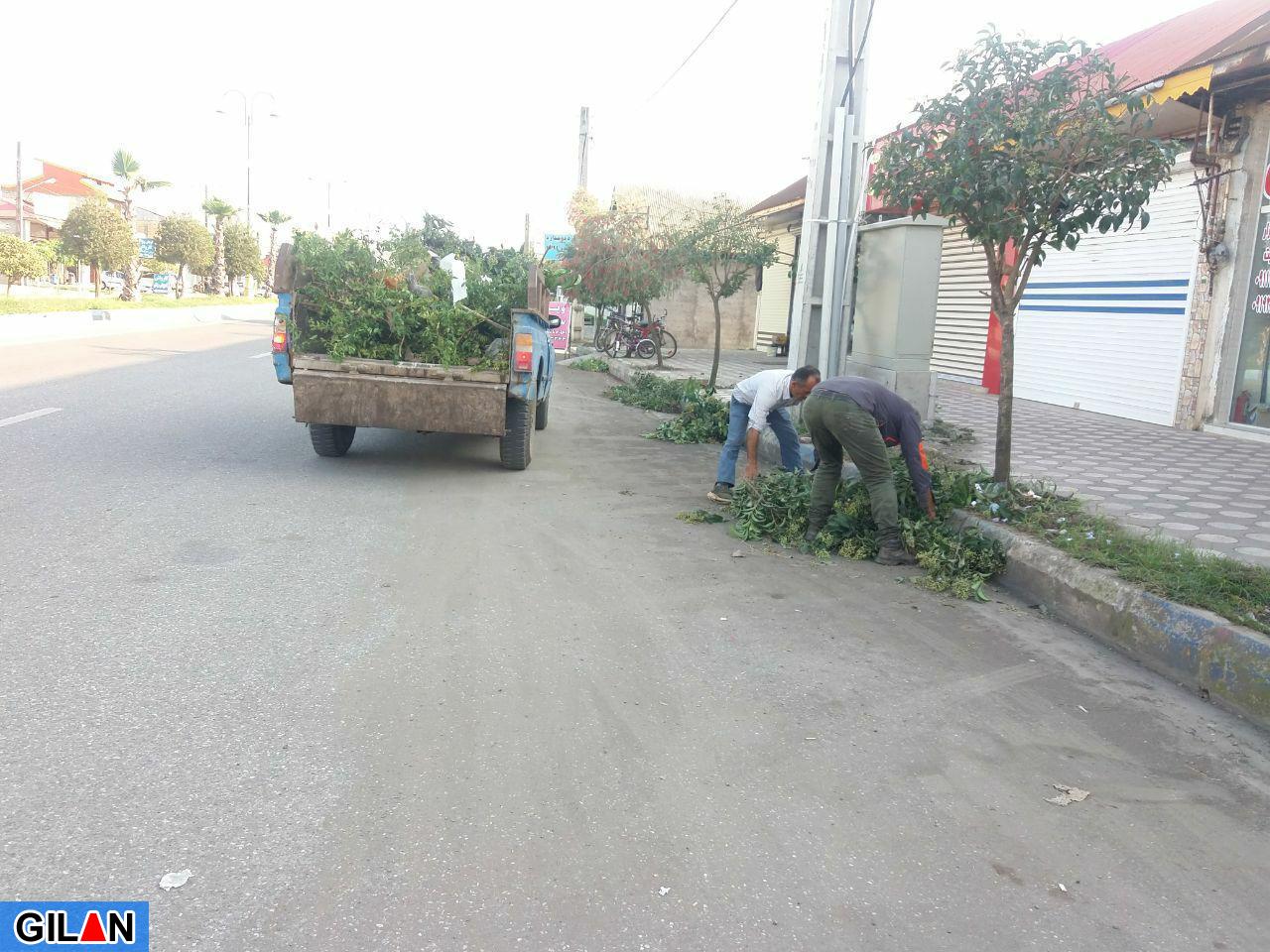 نظافت خیابان طرح سالمسازی دریای چاف و هرس درختان خیابان اصلی چاف