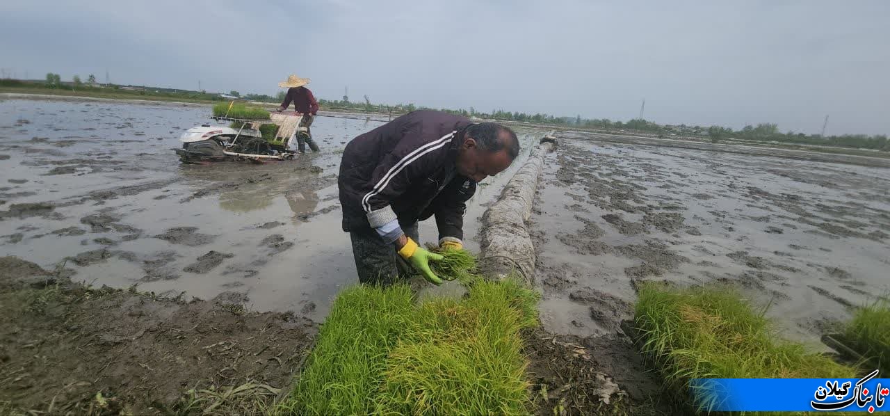اولین نشاء مکانیزه برنج در روستای دریاسر کومله شهرستان لنگرود