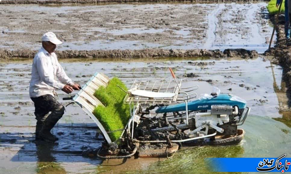 اولین نشاء مکانیزه برنج در روستای دریاسر کومله شهرستان لنگرود