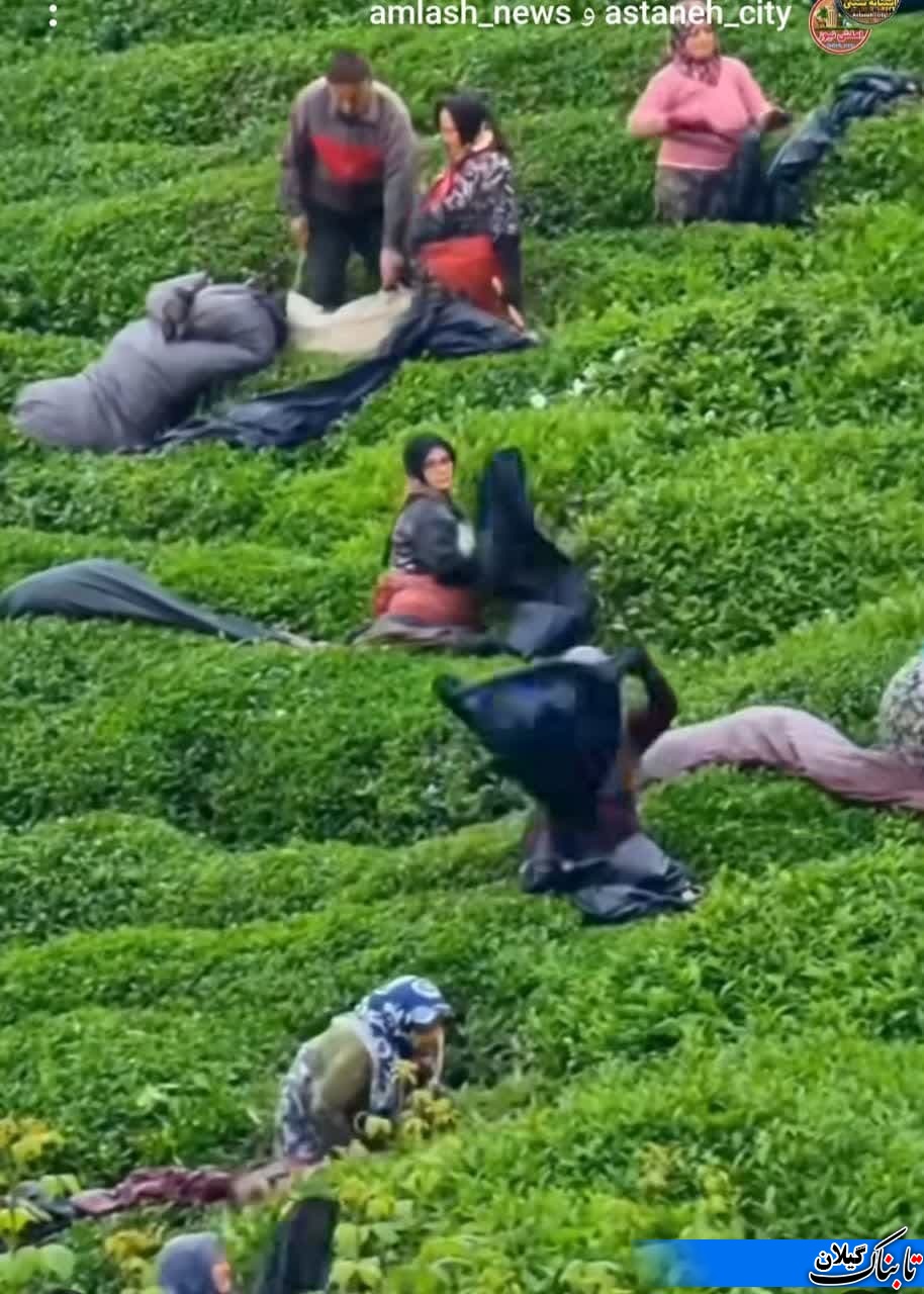 گزارش تصویری ازبرداشت برگ سبز چای درباغات چای شمال کشور