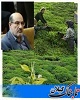 خرید بیش از ۵ هزار تُن برگ سبز چای از چایکاران رودسری