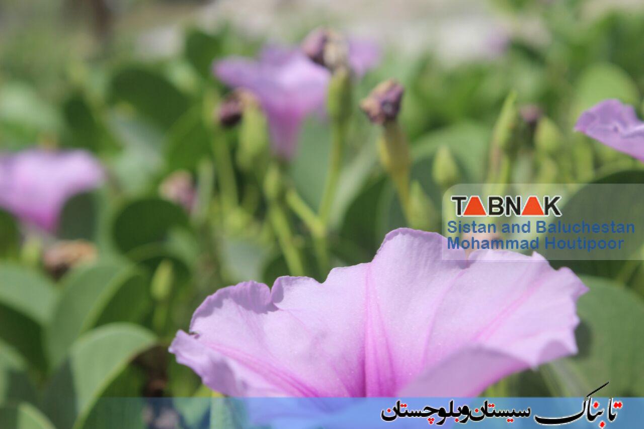 گزارش تصویری: رویش گل های رنگارنگ بهاری در پارک ملت شهر زرآباد