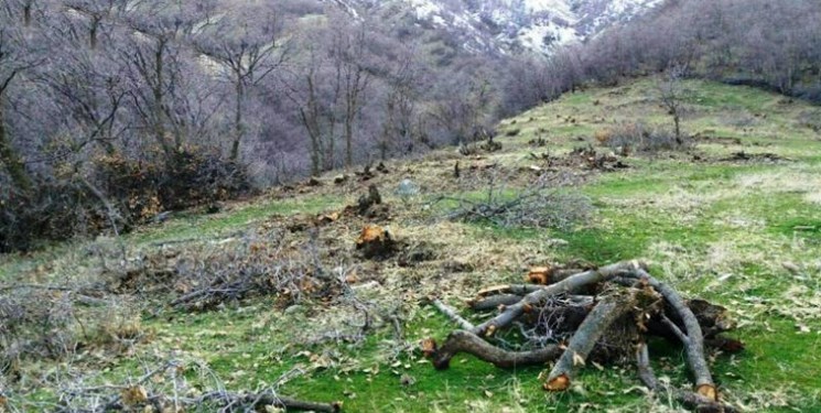 جنگل&zwnj;زدایی در سایه کرونا