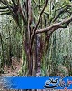 سه درخت گیلان در فهرست میراث‌طبیعی ملی کشور ثبت شد