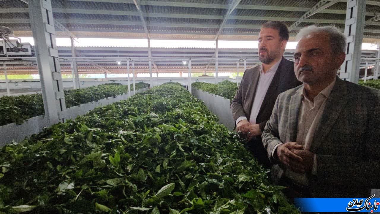 خرید بیش از ۳۱ هزار تُن برگ سبز چای از چایکاران شمال کشور