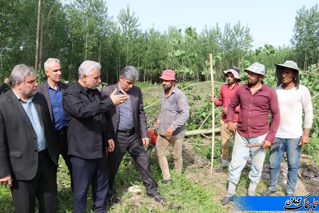 رشد زراعت چوب نیاز کارخانه های فعال فرآوری چوب گیلان را تامین می کند
