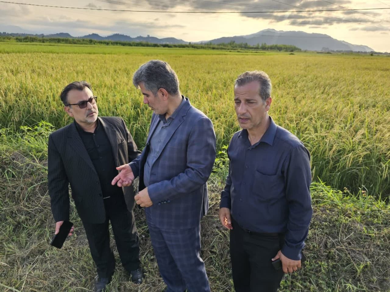 نخستین برداشت مکانیزه برنج از شالیزارهای رودسر با حضور استاندار گیلان