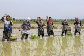 استقبال کم شالیکاران مازندرانی از بیمه زراعت برنج