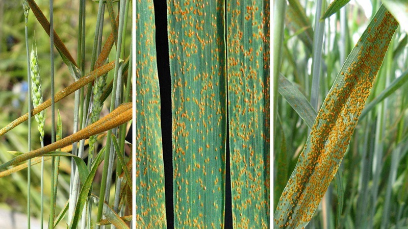 مراقب زنگ غلات باشید
