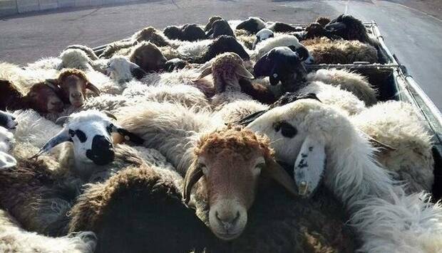 تمامی کشتارگاههای صنعتی استان در عید قربان فعال خواهند بود تمامی کشتارگاههای صنعتی استان در عید قربان فعال خواهند بود