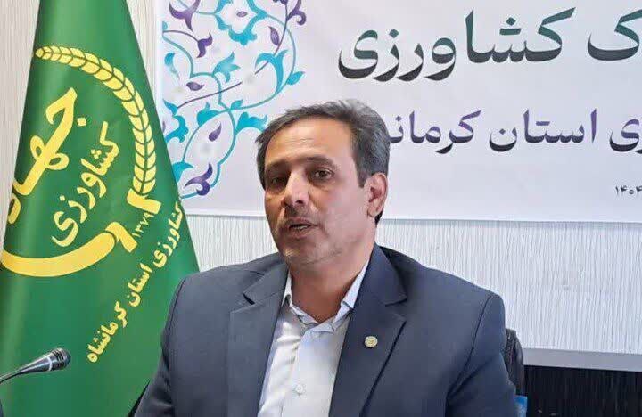 برداشت ۴۵۰۰ تن خرما از باغات استان کرمانشاه برداشت ۴۵۰۰ تن خرما از باغات استان کرمانشاه